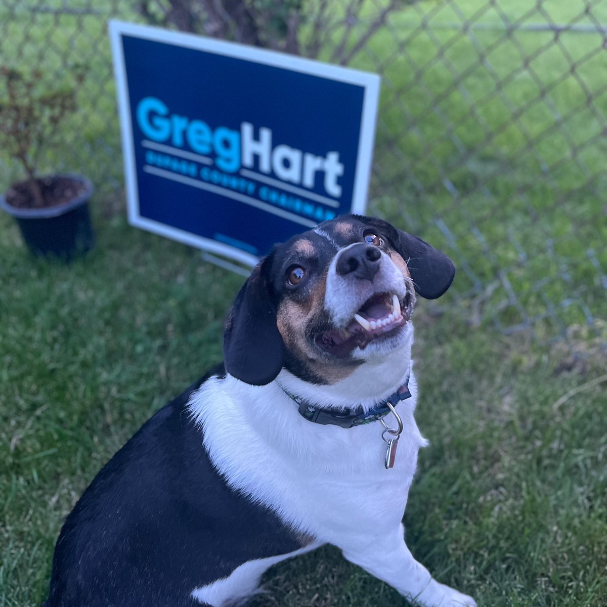 _Greg_Hart's tweet photo. Happy National Dog Day! 🐶🇺🇸
#DuPageForward #PupsforHart https://t.co/2ITF2kBNJW