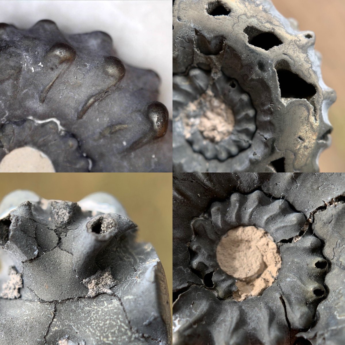 dr_dappleton's tweet photo. It’s #FossilFriday and this is a #Kosmocersas #pollux #ammonite with open deeply #pyritized chambers and magnificent #suture patterns #ammonite #fossil #fossils #paleontology #extinct #photography #macrophotography #NaturePhotography #minerals #nature https://t.co/6e1rjpJYN0