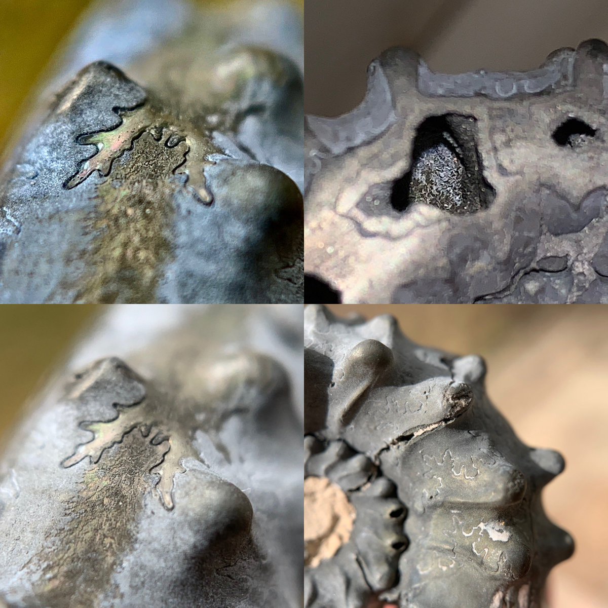 dr_dappleton's tweet photo. It’s #FossilFriday and this is a #Kosmocersas #pollux #ammonite with open deeply #pyritized chambers and magnificent #suture patterns #ammonite #fossil #fossils #paleontology #extinct #photography #macrophotography #NaturePhotography #minerals #nature https://t.co/6e1rjpJYN0