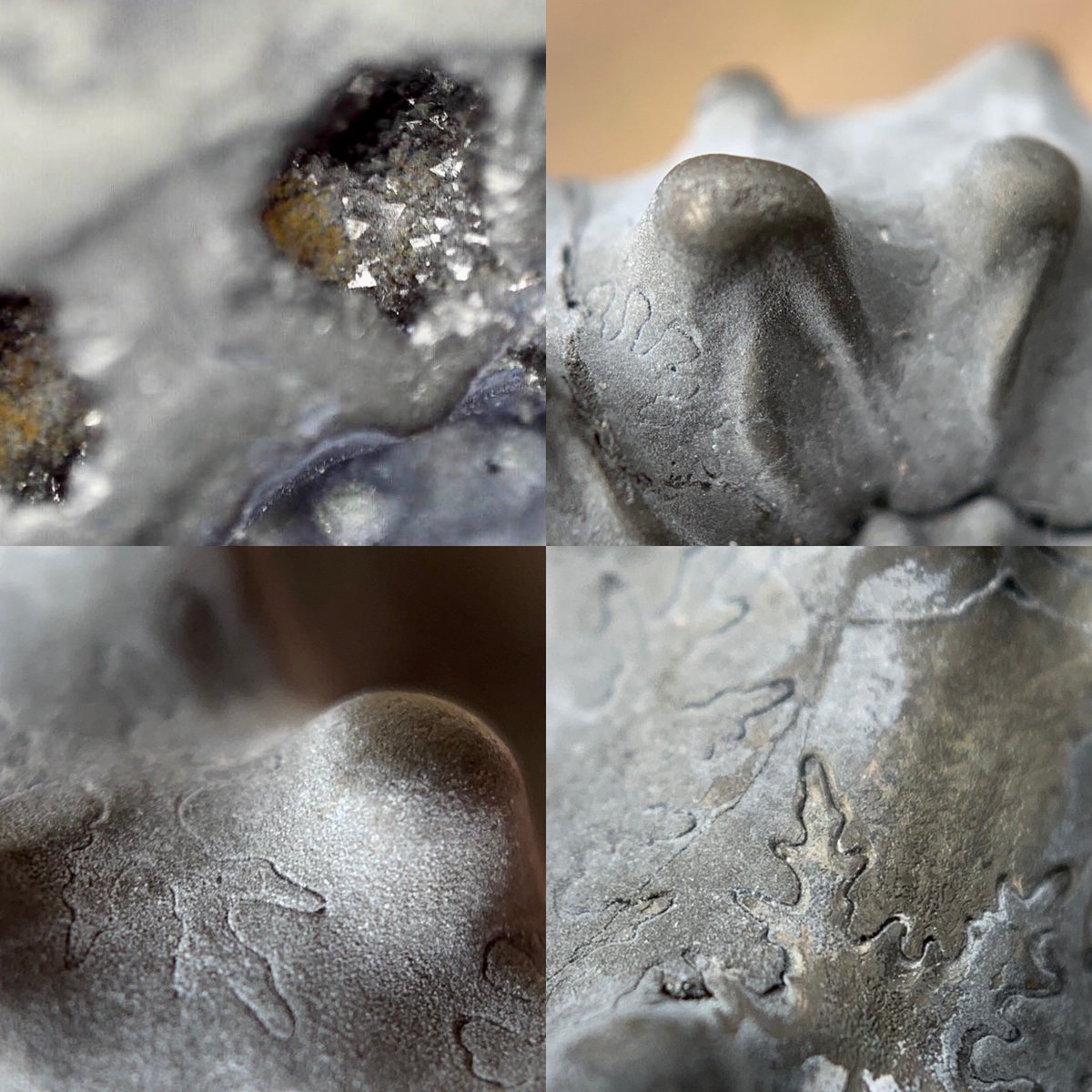 dr_dappleton's tweet photo. It’s #FossilFriday and this is a #Kosmocersas #pollux #ammonite with open deeply #pyritized chambers and magnificent #suture patterns #ammonite #fossil #fossils #paleontology #extinct #photography #macrophotography #NaturePhotography #minerals #nature https://t.co/6e1rjpJYN0