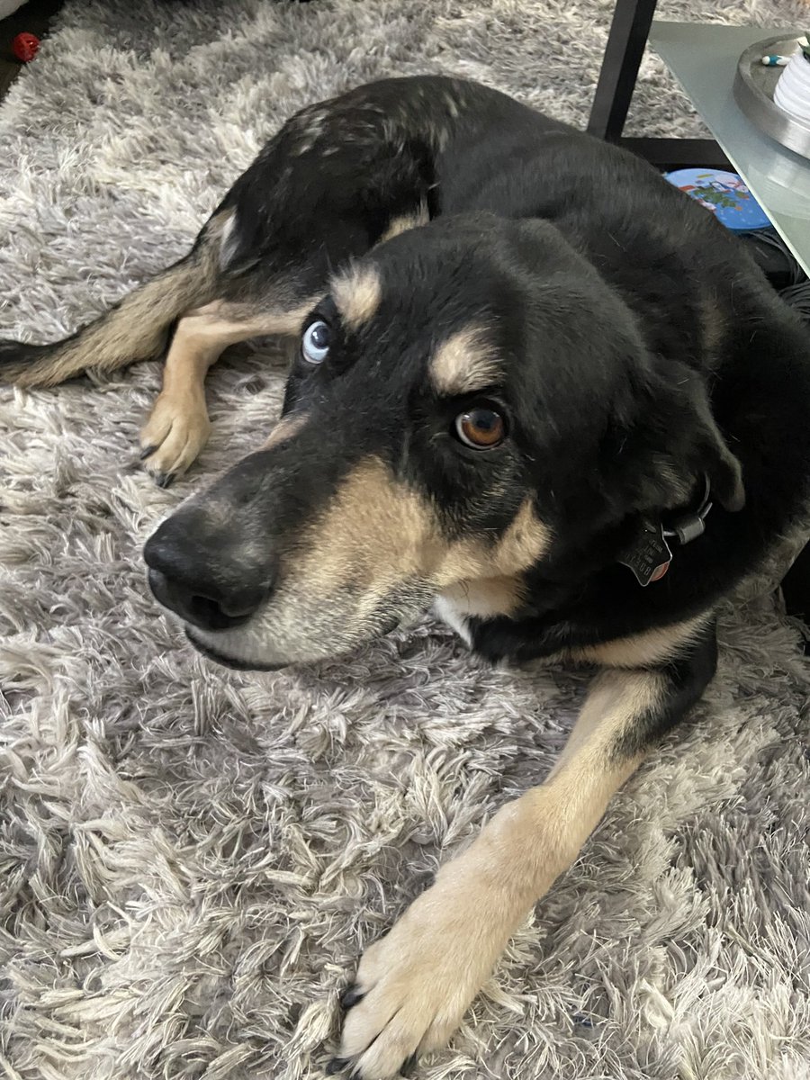 scootyk86's tweet photo. Happy #InternationalDogDay from my boy Brutus! 10.5 years and still going strong!! https://t.co/a8pUOVCoTV