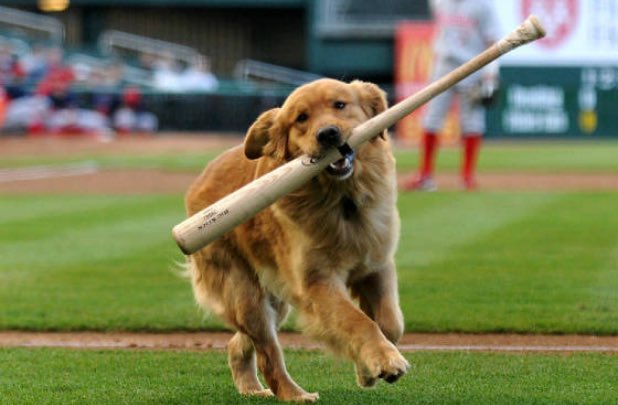 HRLChihuahuas's tweet photo. Oh mama, that man Air Bud went and did it again 👏

RBI: 𝟖𝟕 (Led HRL)
Home Runs: 𝟑𝟔 (Led HRL)
Runs: 𝟖𝟎 (Led HRL)

Congrats to Air Bud on winning the OFFICIAL home run race and being crowned the 2022 HRL Home Run King 👑

#BarkBark #YellowSlammer2022 https://t.co/Df33Y8BOVW