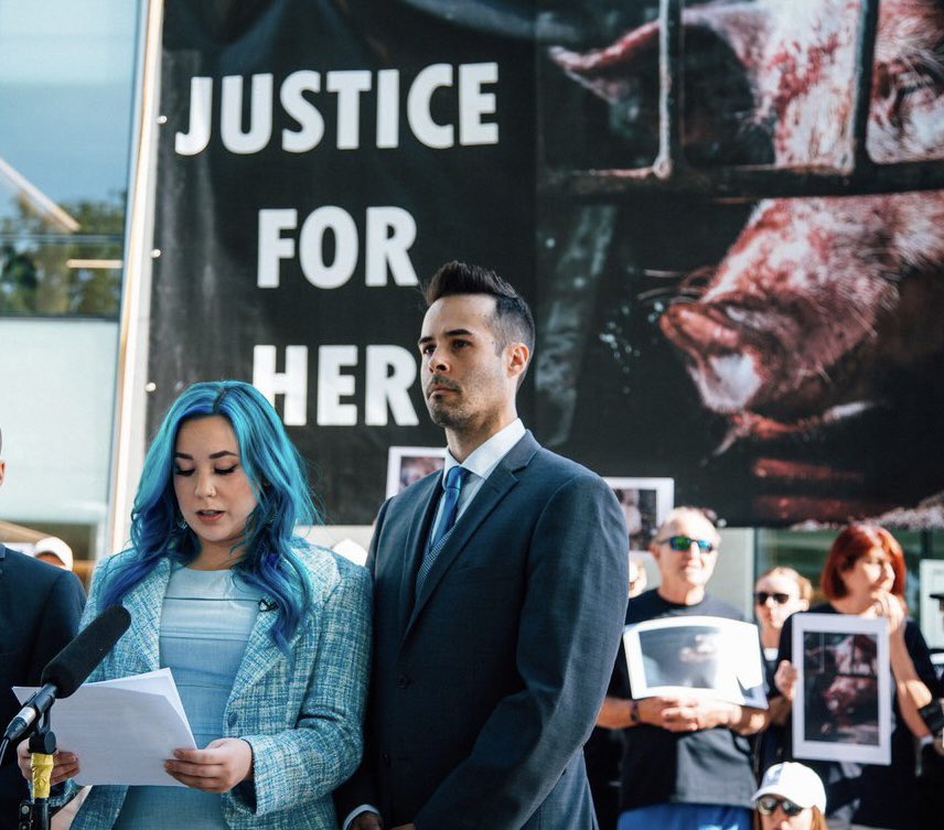 AnimalJustice's tweet image. HAPPENING NOW: Sentencing hearing for animal advocates who exposed shocking cruelty at Excelsior Hog Farm in BC. Wishing the best of luck to @AmySoranno &amp;amp; @nick_s_schafer 🙏💙 #Excelsior4