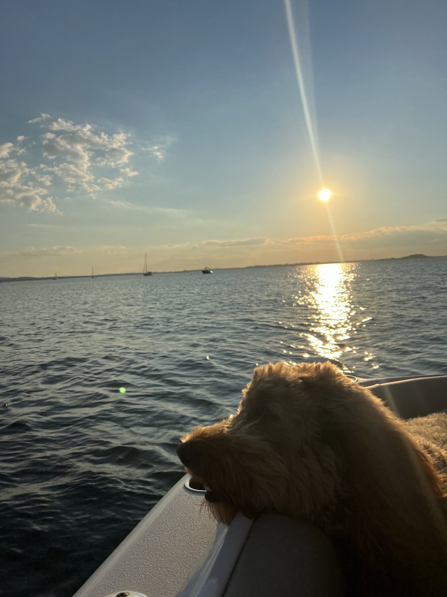 WinsorBayFish's tweet photo. Happy international dog day!  From Chelsea, the office dog and your friends here at Crocker &amp; Winsor Seafoods.  As always we appreciate your business, loyalty and support.  Have a fun and safe weekend ☀️ https://t.co/0fsctilTJS