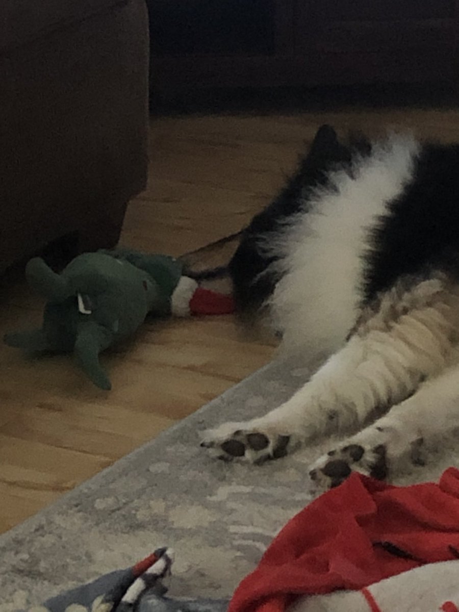 Baron says #happydogday to everyone. It’s exhausting being so beautiful <a href="/Almosthomeohio/">AHDRO</a>