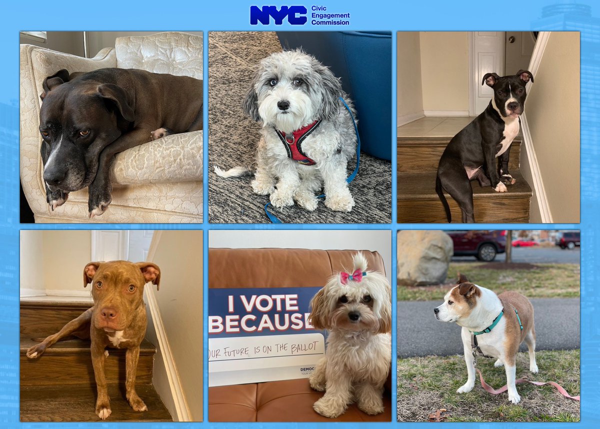 NYCCEC's tweet photo. Happy #NationalDogDayInNYC from Opie, Frida Carlos, Pebbles, Bella, Gigi, and Rosie! 🗽🐶 

We are so proud our #CivicDogs for taking civic action and fostering a compassionate NYC. 🐕🐕‍🦺 #ThePeoplesPups https://t.co/GxBIVuFKyG