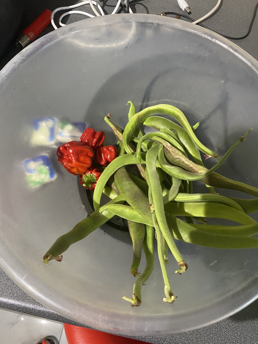 shardon1980's tweet photo. Evening harvest #growingveg #firsttimegardener https://t.co/1sDTCEdwad