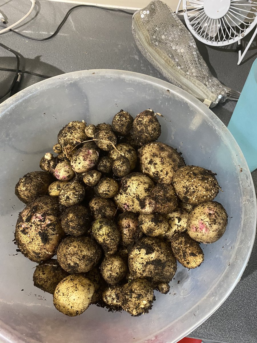 shardon1980's tweet photo. Evening harvest #growingveg #firsttimegardener https://t.co/1sDTCEdwad