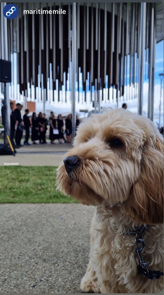 matherscarolyn's tweet photo. Our Lexi approving of @NIOpera’s wonderful #latraviata last Sunday on the #maritimemile 😀
#toitoitoi #soundyard https://t.co/cRNcZAtjGE