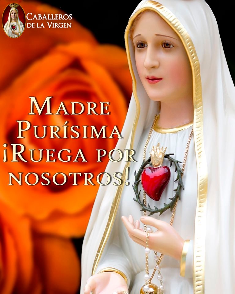 Caballeros de la Virgen tweet media