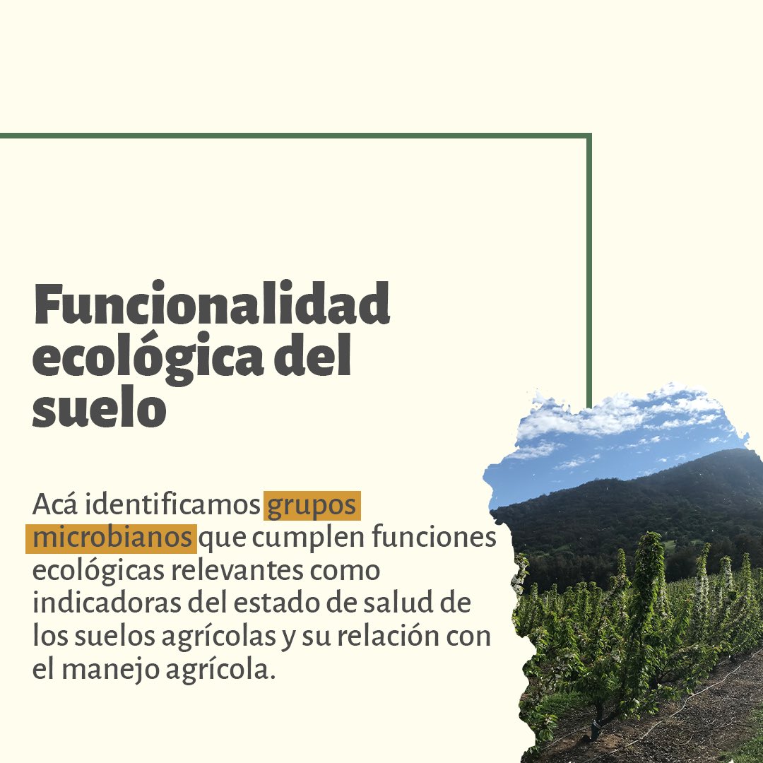 Intensificación Ecológica Chile tweet media