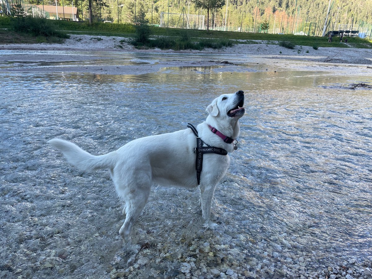 romavirtuale's tweet photo. Amore incondizionato

😍❤️🐾🐶

#giornatamondialedelcane #internationaldogday #cane #dog #amore #love https://t.co/zR3fb0GRPY