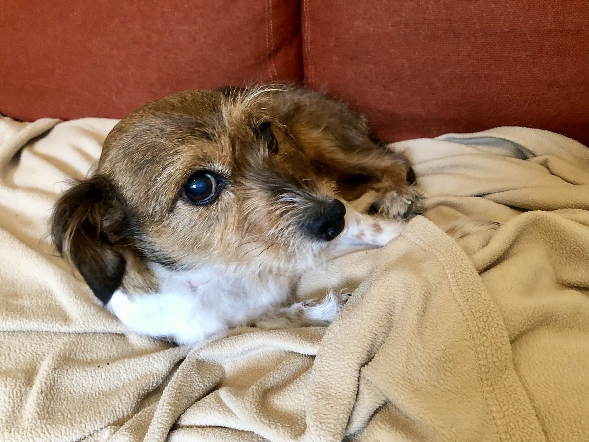 Happy #InternationalDogDay to the Einstein-browed grande dame of our house