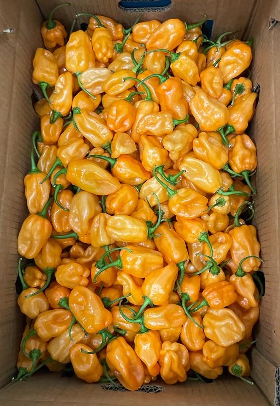 TripleHProduce's tweet photo. Are you looking for #RomaTomatoes, #PersianLimes, or #HabaneroPeppers?
Give a call to our #sales team to get a quote!
📲 956-782-5128 📧 sales@tripleh.com.mx
#SanDiegoCA 📍 & #McAllenTX 📍
#TripleHProduce #FreshProduce #NowInSeason https://t.co/qD9rVAH8in