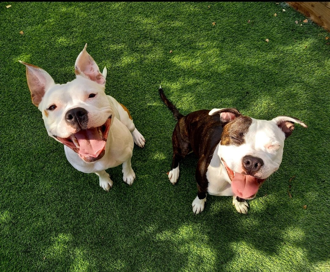 Filling our hearts with endless love #InternationalDogDay