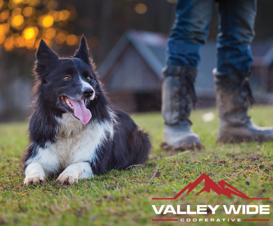 It's #nationaldogday, which makes it the perfect excuse to show off your furry friend (not that you need one). We want to see ALL the dog pictures! 🐶 #doglife #doglover #fourleggedchild