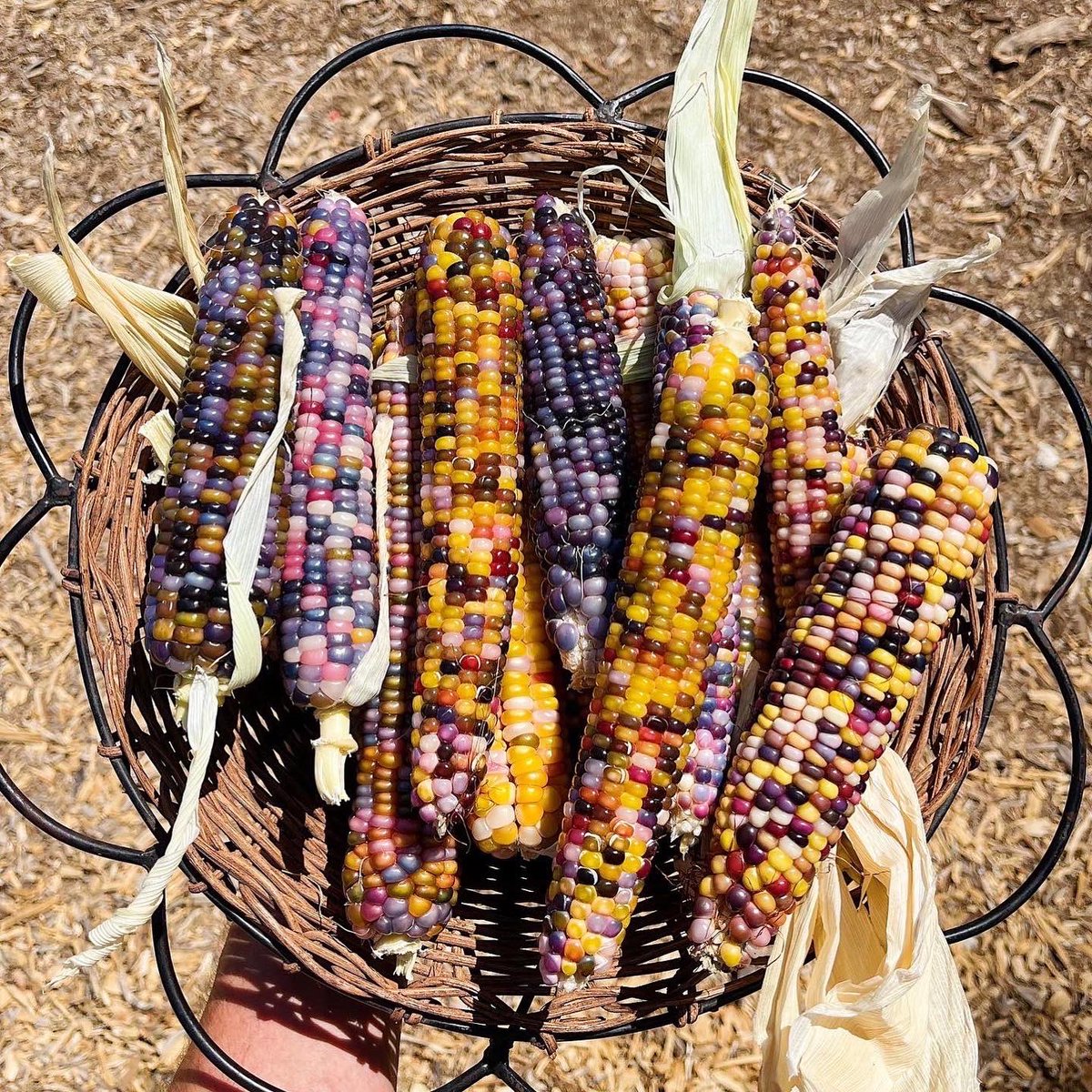 WeGrowGood's tweet photo. It’s time for our corn harvest! How do you know when corn is ready to be harvested? The best time is about 2-3 weeks after the silk appears, turns brown and has dried out, says GrowGood Farm Manager Francis River. 🌱

📸 @francis_river and Willie

#UrbanFarming #LosAngeles https://t.co/zeqFkr5onh
