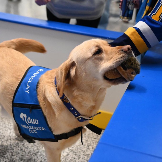 St. Louis Blues dog Barclay receiving pets from a fan. He has a stuffed hedgehog toy in his mouth.