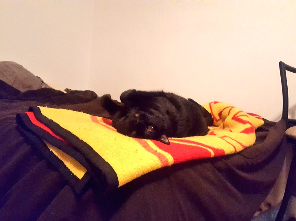 ChiefakaJames's tweet photo. 17 years was a great run, but holy shit does it hurt. RIP Coco. https://t.co/aay87vc8bv