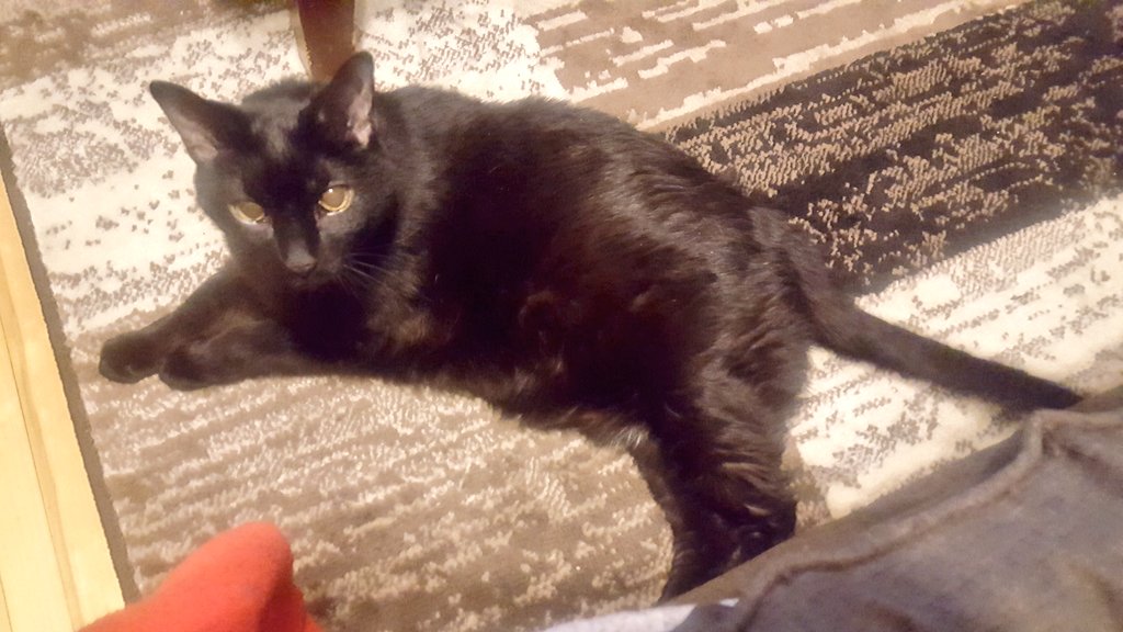 ChiefakaJames's tweet photo. 17 years was a great run, but holy shit does it hurt. RIP Coco. https://t.co/aay87vc8bv