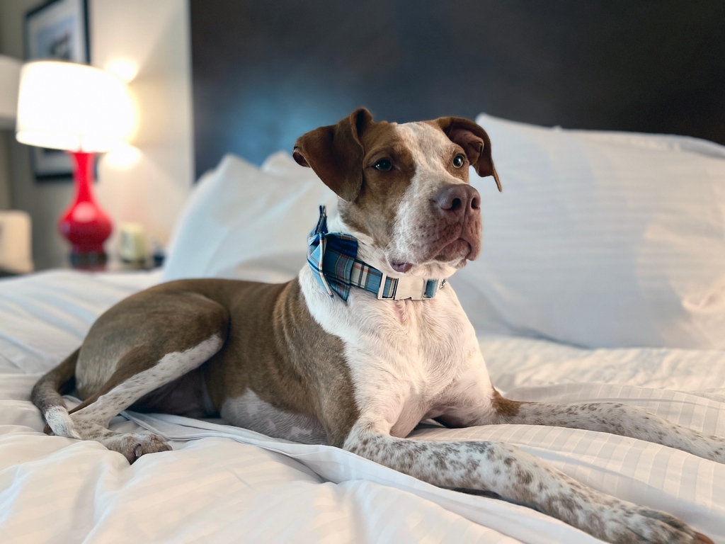 Hotel43's tweet photo. Happy National Doggy Day! 🐶 Wanna spoil your fur child as much as we do? Book your room today, and receive some goodies! Link in Bio! 🖤

#hotel43 #uniqueboutique #petfriendlyhotel #nationaldogday https://t.co/Mby1Lq22Fv