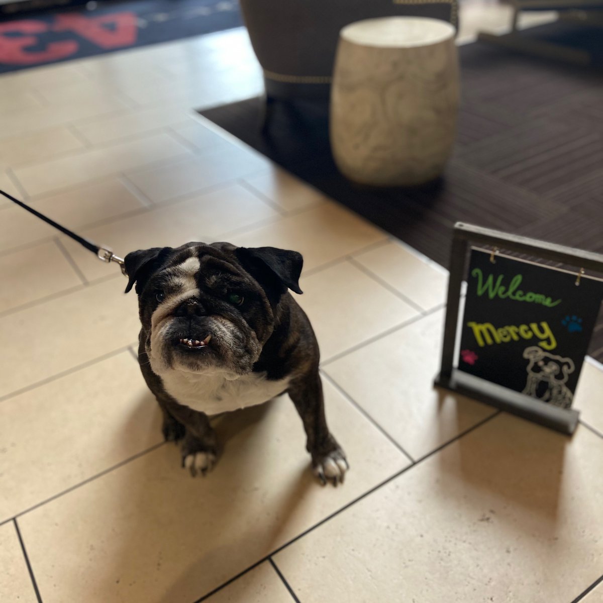 Hotel43's tweet photo. Happy National Doggy Day! 🐶 Wanna spoil your fur child as much as we do? Book your room today, and receive some goodies! Link in Bio! 🖤

#hotel43 #uniqueboutique #petfriendlyhotel #nationaldogday https://t.co/Mby1Lq22Fv