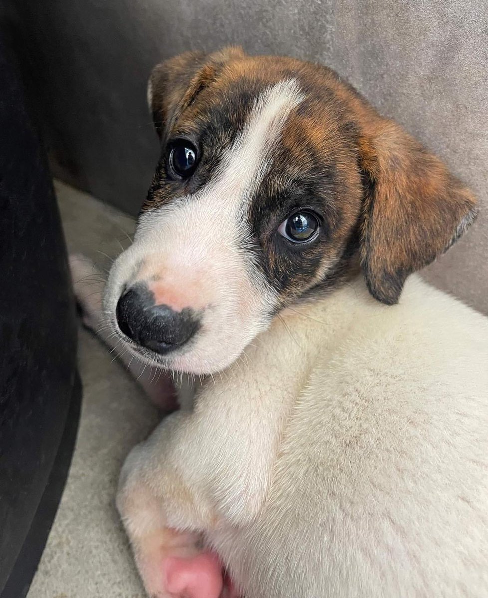 When your name is Branch &amp; everyone asks if you’re the ‘Branch Manager’ 😏😂 Little Branch didn’t get a single enquiry after his little ‘show off’ video so maybe you could share his photo 🙏🏻❤️