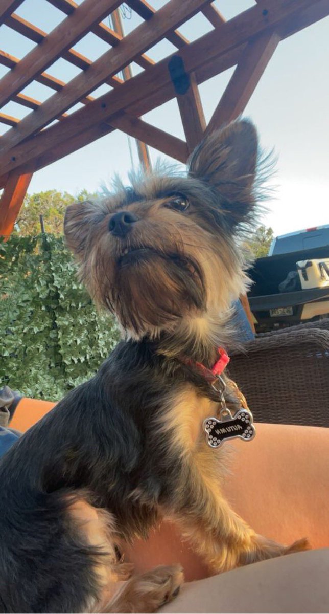 A Dallas doggo is the best doggo #BleedBlue #DefendTheTower