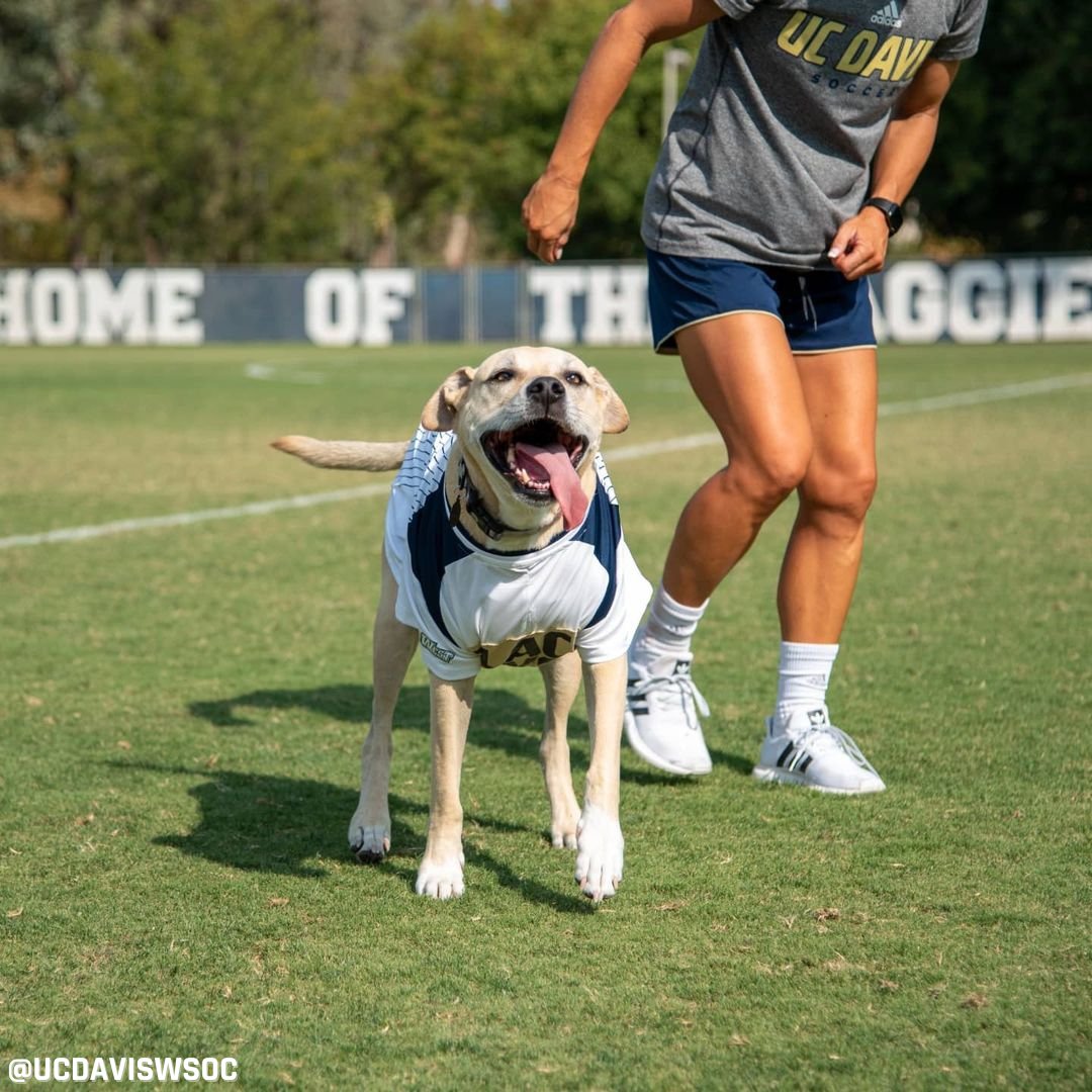 Every front office needs a ✨ wellness supporter ✨ 

(via <a href="/lis_ashlee/">Lis Schendel Misses the Pac-12</a>, <a href="/ucdaviswsoc/">UC Davis Women’s Soccer</a>)