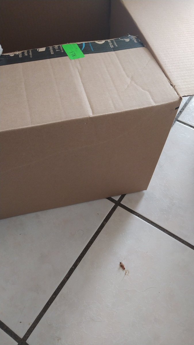 sweetsh2's tweet photo. @amazonmex me acaba de llegar mi pedido y me mandaron un artículo indeseable https://t.co/SDCEifMrVg