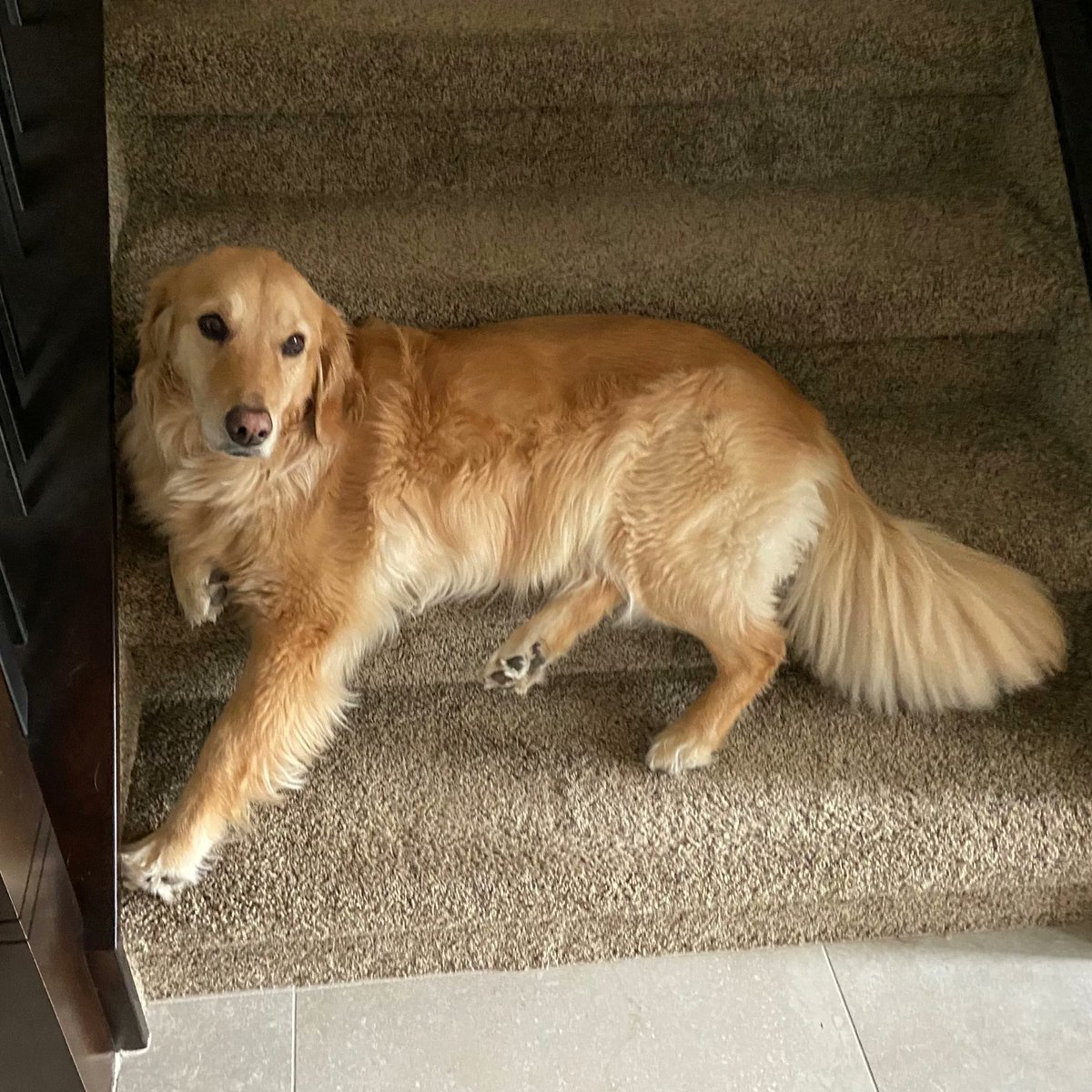 Magna_Eng's tweet photo. It's #NationalDogDay, so our MAGNA #doglovers are sharing their favourite #dogpics with all you dog lovers out there - enjoy! #cutestdogsever https://t.co/cp5FKHb1SS