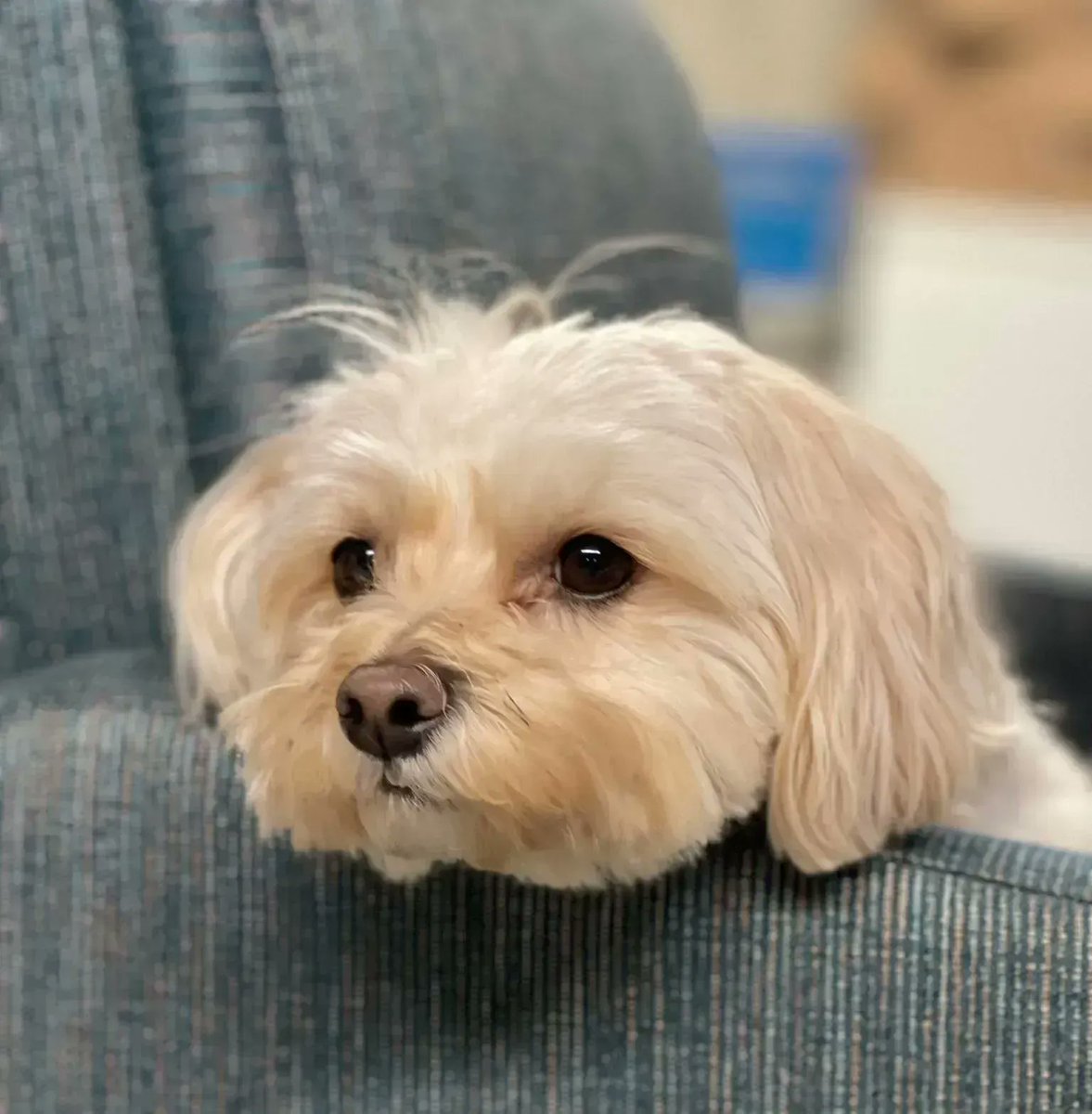 Magna_Eng's tweet photo. It's #NationalDogDay, so our MAGNA #doglovers are sharing their favourite #dogpics with all you dog lovers out there - enjoy! #cutestdogsever https://t.co/cp5FKHb1SS