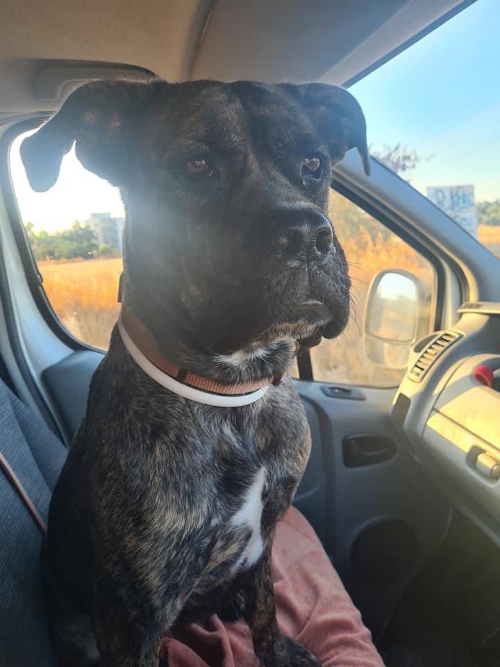 Meet the newbies… Bronx and Ava. @CyprusRehome will find you the #perfect forever #home. #newkidsontheblock #InternationalDogDay #RescueDogs #love #Rescue #DogsOnTwitter #welovedogs #lookatthosefaces