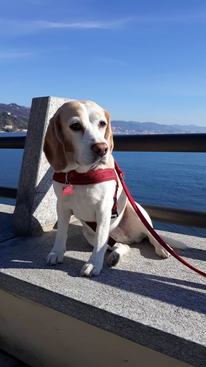 #NationalDogDay #nationaldogday2022 #InternationalDogDay #Lucythebeagle #beagle #beagles