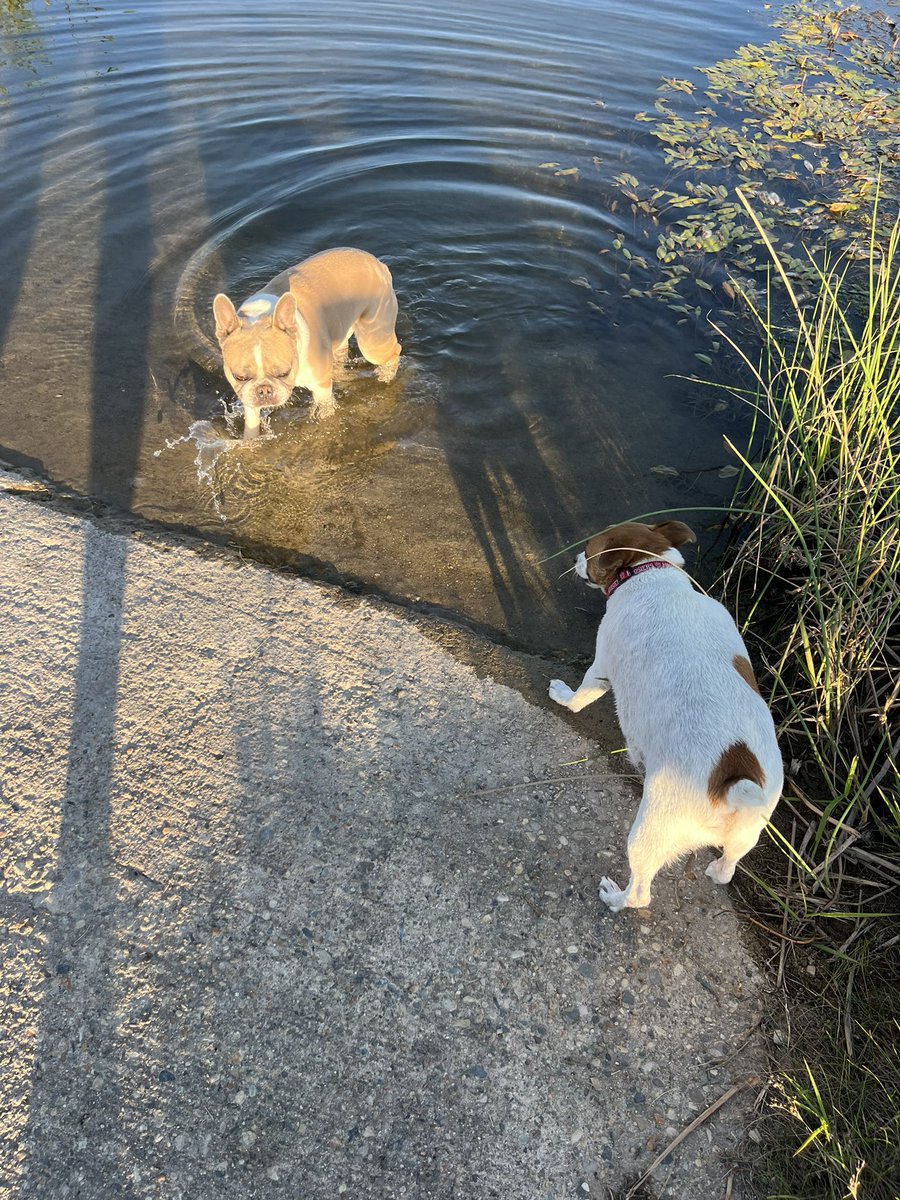 INDStateRex's tweet image. Edith and Tucker enjoying an evening swim during their doggy vacay in the Haute. #NationalDogDay #HauteHounds