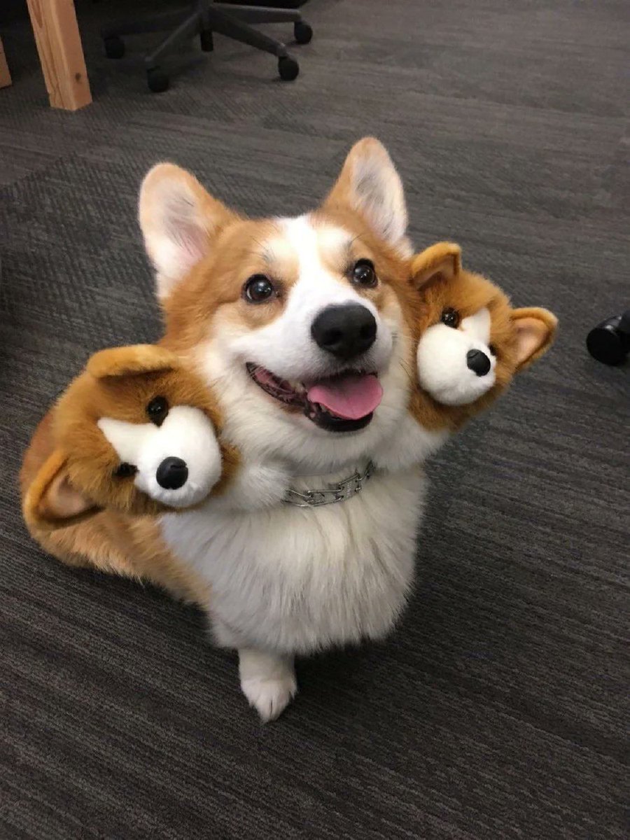 CataleyaVi's tweet photo. Corgarus the protector of heck🥰 https://t.co/NhxLcounfJ