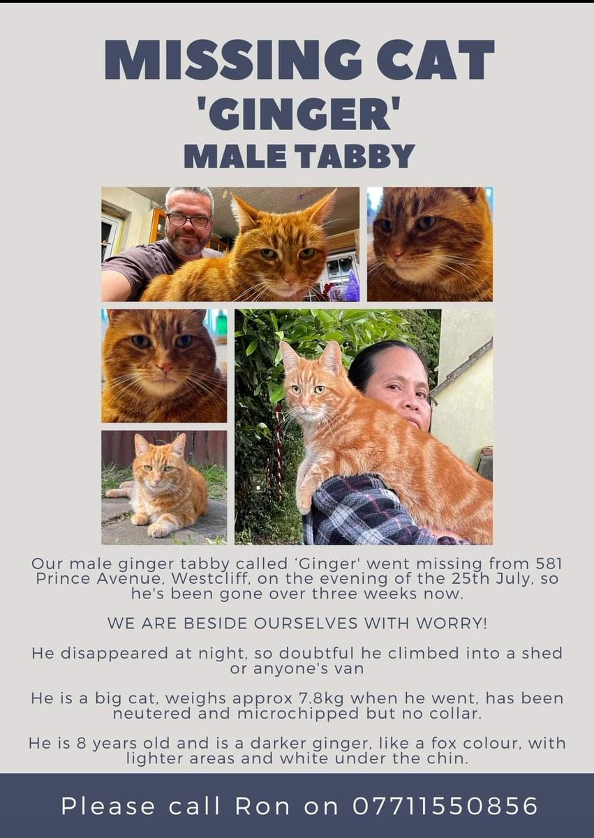 WrennHaye's tweet photo. HAVE YOU SEEN THIS GINGER TABBY/ORANGE CAT? #eastwood #essex #rochford #Southend #westcliff #hockley #leighonsea #lostcats #CatRescue #foundcats #gingercats #pleasehelp @whiteboomerang @The_Animal_Team @shelternews @MissingPetsGB @petsarefound https://t.co/tY5mqfvE5S