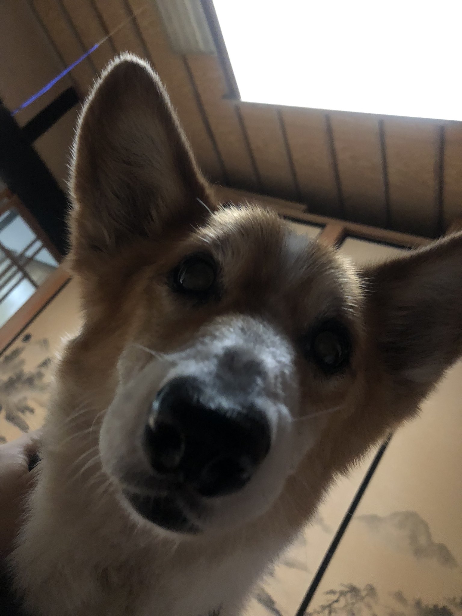 15歳犬 Twitter Search Twitter