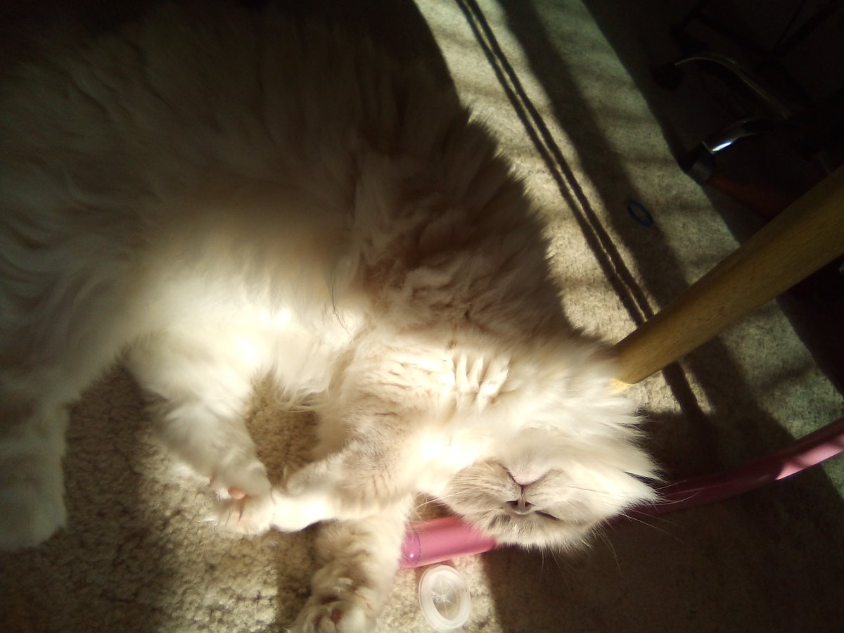 Jingley5's tweet photo. Ah, the morning rays are the best! #soakingupsun #warmandfuzzy https://t.co/4kLQCgr2kE
