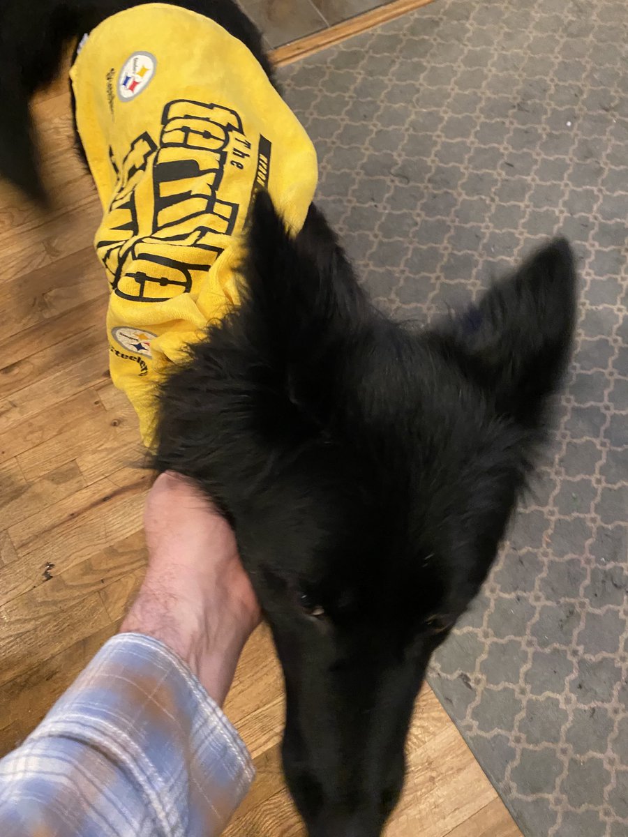 CourtneyWalk16's tweet photo. Happy dog day to a well photographed member in my family who happens to have great taste in football teams. #herewego https://t.co/aGhDnkXF6w