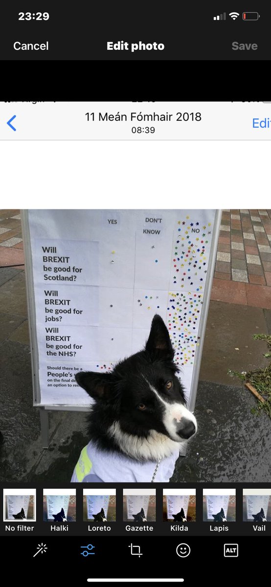 GlasgowEurope's tweet photo. Our campaigning furry friends
#InternationalDogDay
If they had their way they would #PawsBrexit
@JWils60 @flossymacdoodle @FurryDuffer @jane_broad @EuropeStreet @euromovescot @GlasgowWEToday @AlynSmith https://t.co/CIQDl1GZuM