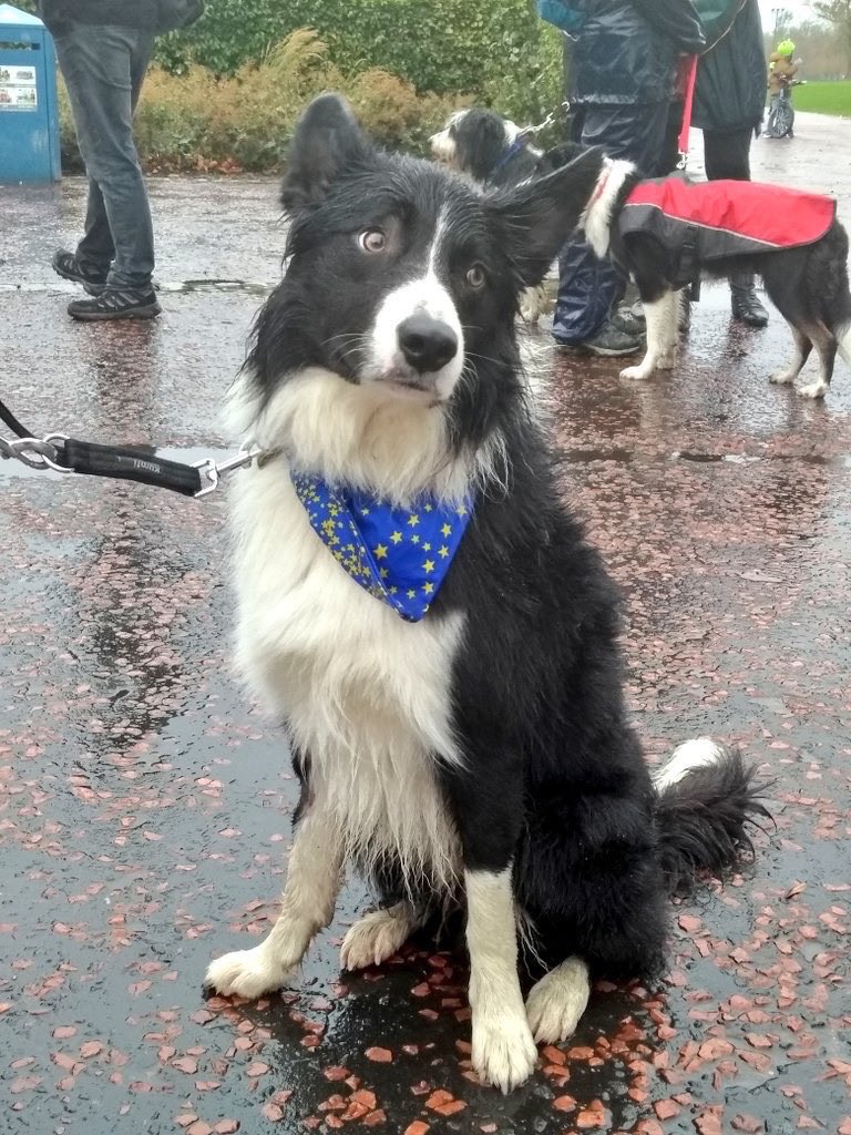 GlasgowEurope's tweet photo. Our campaigning furry friends
#InternationalDogDay
If they had their way they would #PawsBrexit
@JWils60 @flossymacdoodle @FurryDuffer @jane_broad @EuropeStreet @euromovescot @GlasgowWEToday @AlynSmith https://t.co/CIQDl1GZuM