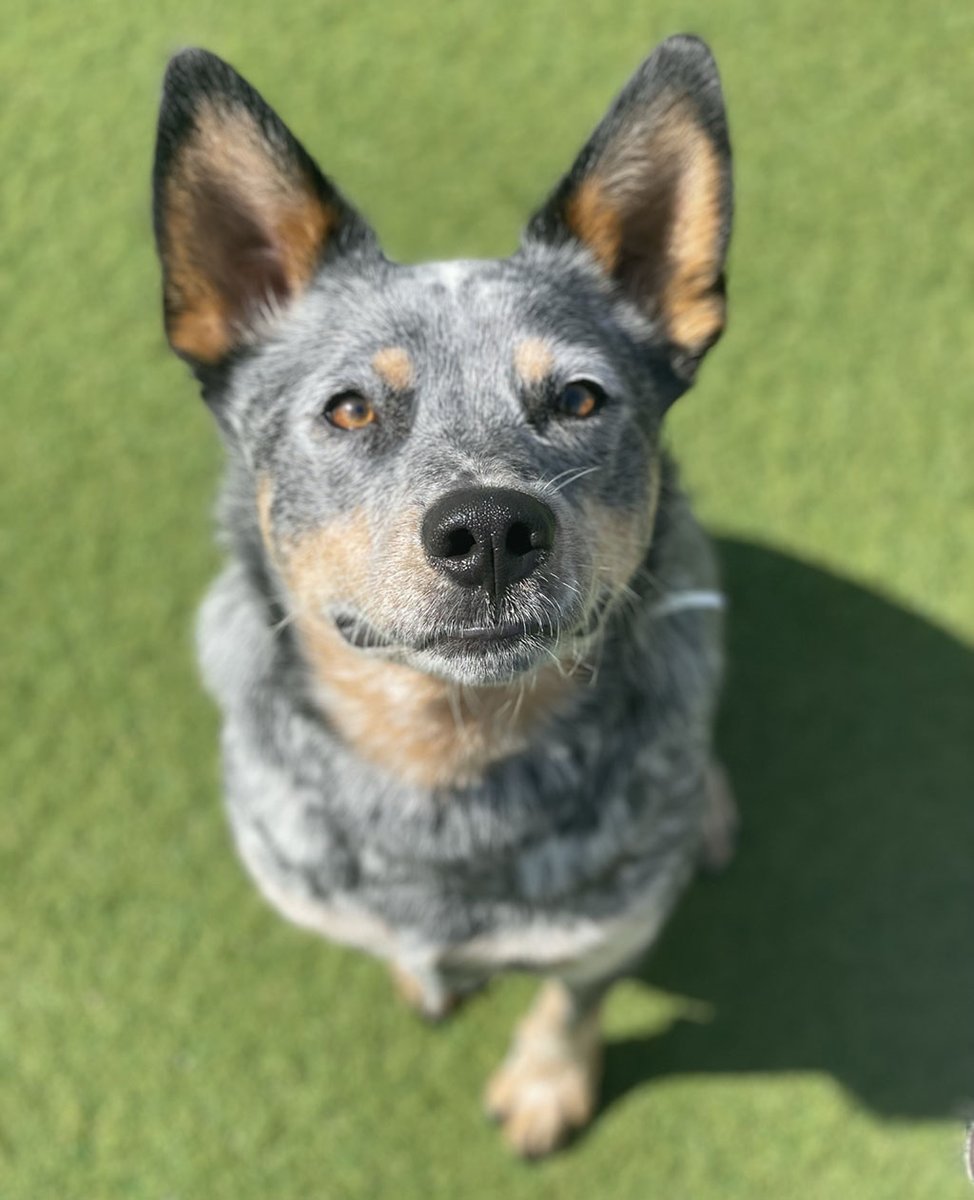 animalkeepersd's tweet photo. Featured Friday is Bodi from Oceanside/Carlsbad!
Favorite Toy: Anything that squeaks
Obsession: The dog park
Naughtiest Deed: Chewing on Mama’s shoes
Pet Peeve: People in the backyard
#ak #animalkeeper #petprofile #featuredpet #featuredpets #featuredfriday #tgif #tgiff #bodi https://t.co/Jyaog4ogfc