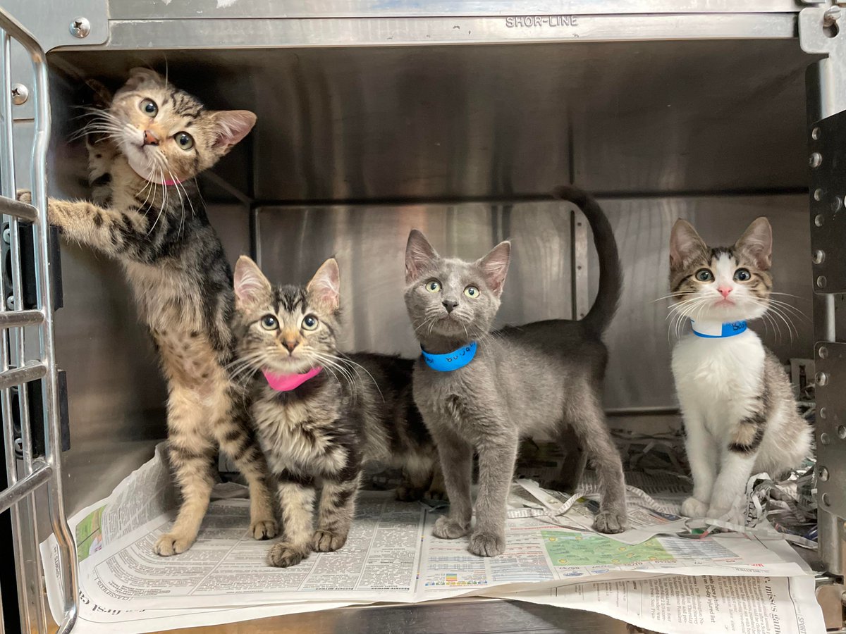 Did anyone order a side of #adorable? 😻 These four #kittens make their adoption debut TOMORROW at our #ClearTheShelters event! We'll be here from 11am-6pm, and ALL pet adoption fees will be 80% off.