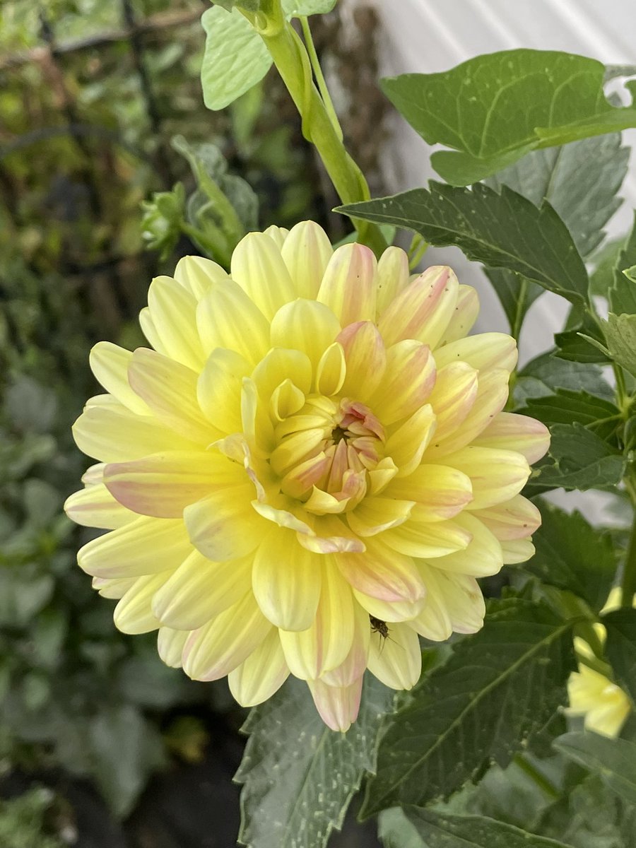 Have a great weekend￼ everyone￼!
This was my stroll ￼today.
Enjoy 😃
More and more are popping up every day!
#VincentRugani #SeedsToLife #Journeyofaseed  #Dahlias ￼#sunflowers 🌺🌸🌼🌻