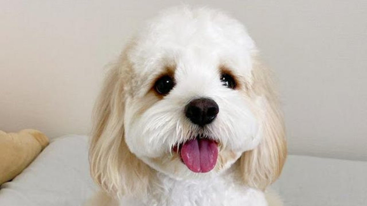 犬おもしろ画像 Twitter Search Twitter 犬おもしろ画像 Twitter Search Twitter