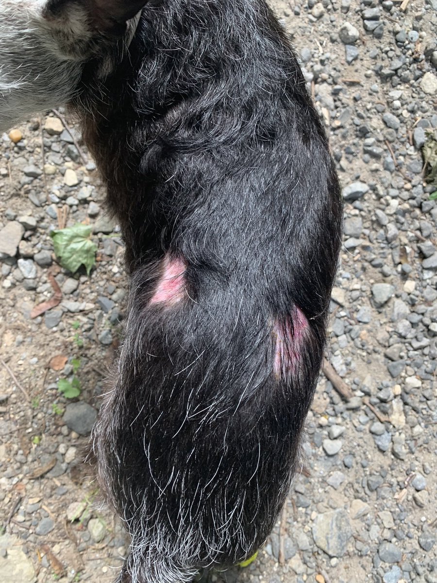 Runinjava's tweet photo. @dogfather Hey what do ya know, my pup also likes to give herself haircuts…. 🤦🏼‍♀️ https://t.co/Kww9anP2ko