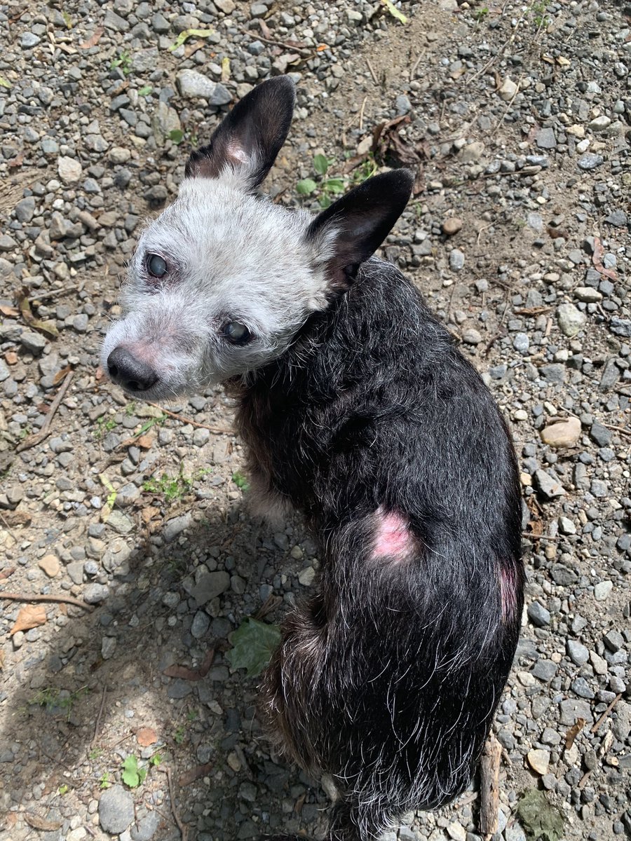 Runinjava's tweet photo. @dogfather Hey what do ya know, my pup also likes to give herself haircuts…. 🤦🏼‍♀️ https://t.co/Kww9anP2ko