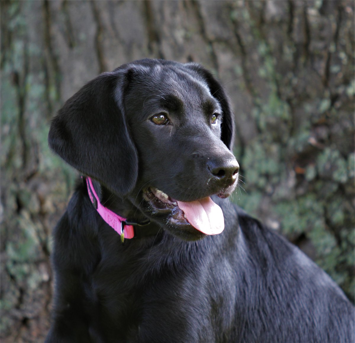 HMarcLarson's tweet photo. Almost forgot #NationalDogDay. Three of my favorites.#LabradorRetrievers https://t.co/Uej6NFEOSB