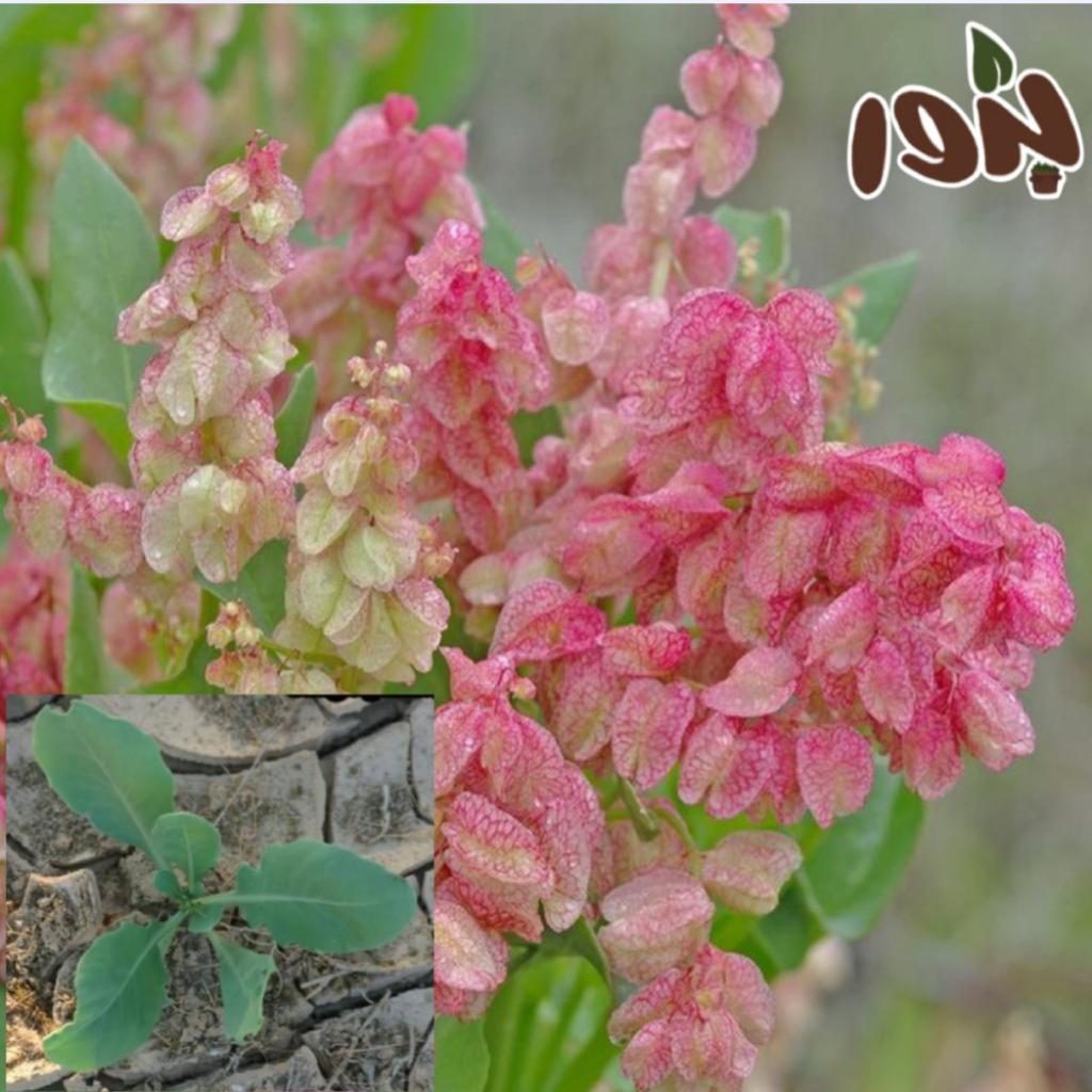 الإسم الشائع:الحميض. 
الإسم العلمي:Rumex vesicarius
يسمى أيضا:الحماض-الحميضة.
•الحميض نبات عشبي حولي من النباتات الموسمية الشتوية، سريع النمو،الأوراق بيضية الشكل ناعمة الملمس لها طعم حامض مميز، تنمو الأفرع من القاعدة منتصبة، يصل إرتفاع النبات احياناً أكثر من 60 سم،